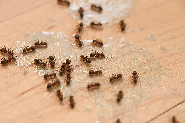 Best Commercial Pest Control Services  in Jackson, GA