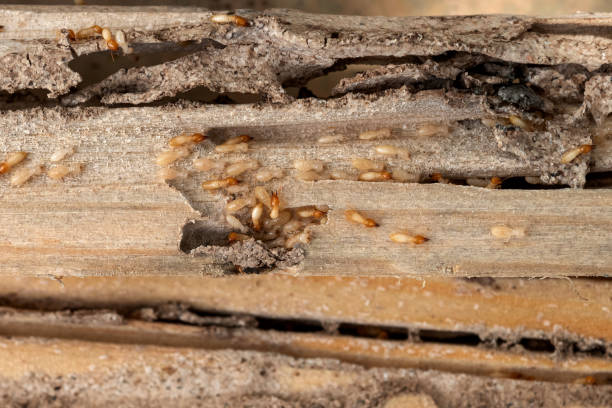 Jackson, GA Pest Control Company